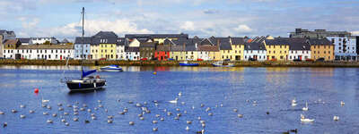 Dillisk on the Docks at the Harbour Hotel