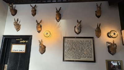 The Jugged Hare