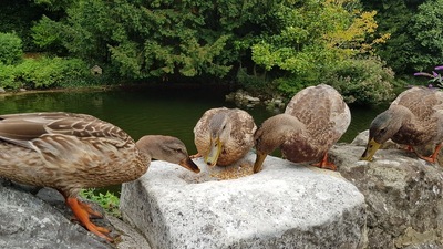 The Pond Cafe